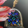 Antike ovale Kuppel mit einer Mischung aus Papilio Ulysses und Blumei Schmetterlingen