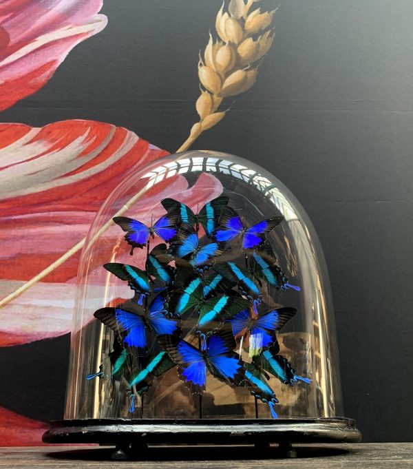 Antike ovale Kuppel mit einer Mischung aus Papilio Ulysses und Blumei Schmetterlingen