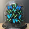 Antique oval dome with mix of Papilio Ulysses and Blumei butterflies