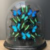 Antique dome with Morpho mix butterflies