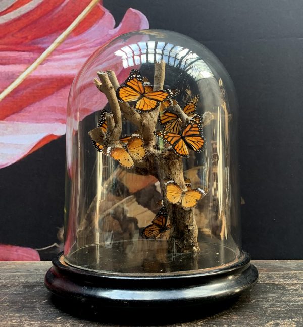 Antieke stolp met vlinders (Danaus Chrysipus) op tak