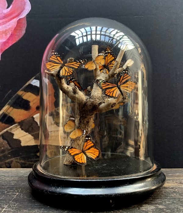 Antieke stolp met vlinders (Danaus Chrysipus) op tak