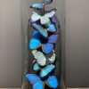 Antieke Stolp met Morpho mix vlinders