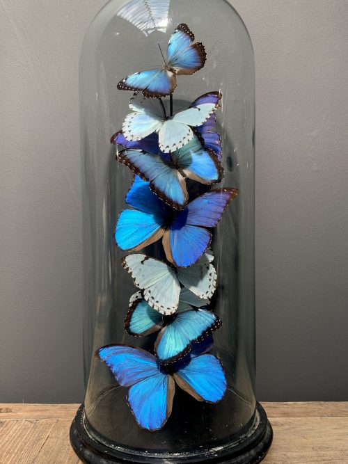 Antique dome with Morpho mix butterflies