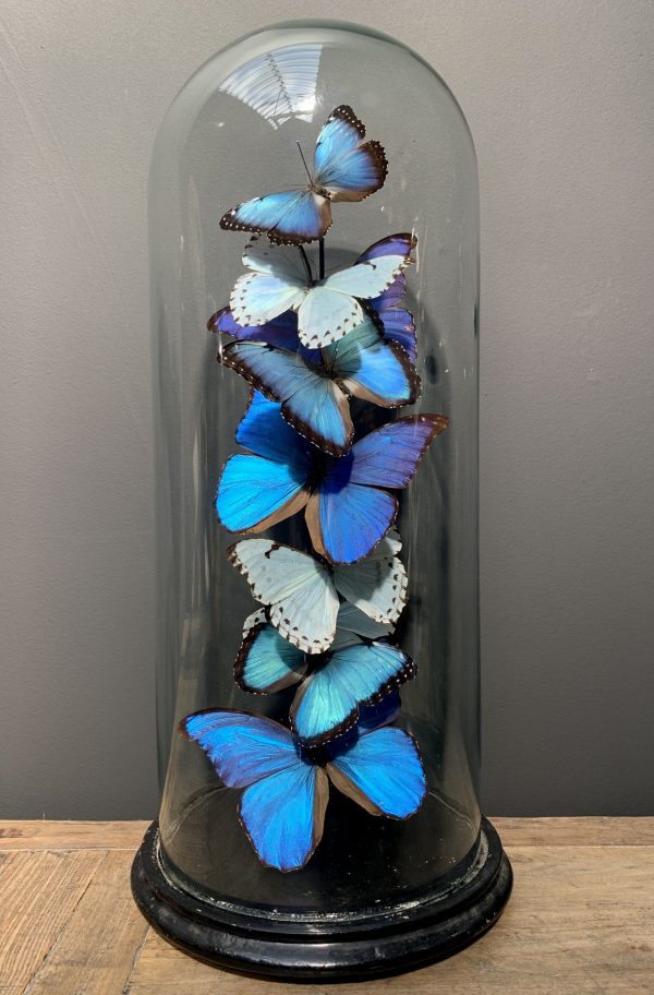 Antique dome with Morpho mix butterflies