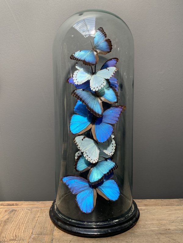 Antieke Stolp met Morpho mix vlinders