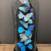 Antique dome with Morpho mix butterflies