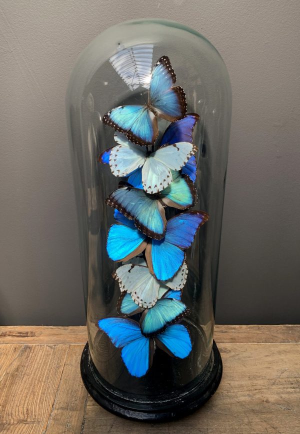 Antique dome with Morpho mix butterflies