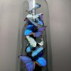 Antike Kuppel mit Morpho Mix Schmetterlingen