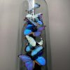 Antique dome with Morpho mix butterflies