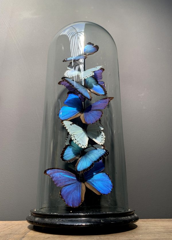 Antique dome with Morpho mix butterflies