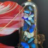 Antique dome with Morpho mix butterflies