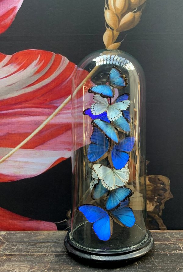 Antike Kuppel mit Petrol Papilio schmetterlingen