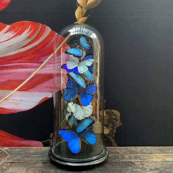 Antique dome with Morpho mix butterflies