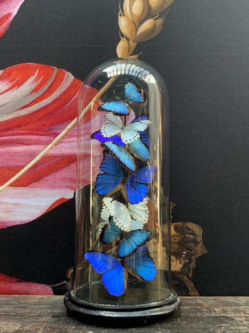 Antique dome with Morpho mix butterflies