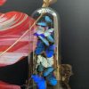 Antique dome with Morpho mix butterflies