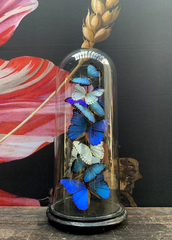 Antique dome with Morpho mix butterflies