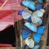 Antieke Stolp met Morpho mix vlinders