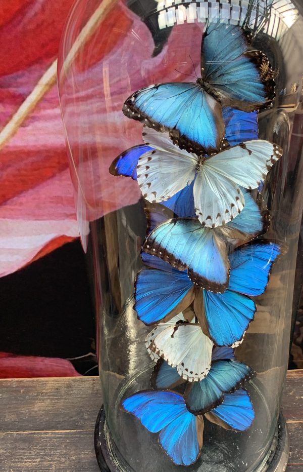 Antique dome with Morpho mix butterflies