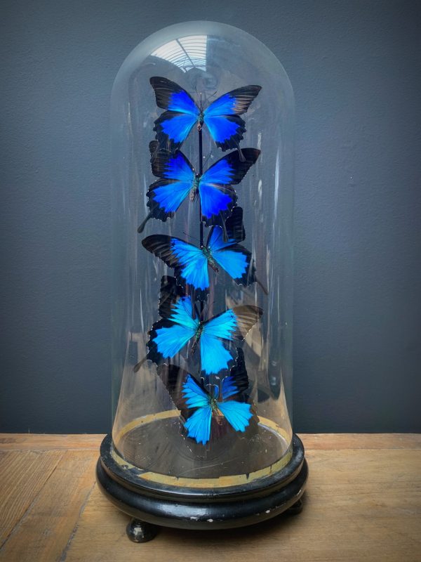 Antieke stolp met blauwe vlinders