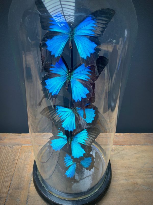 Antike Kuppel mit blauen Schmetterlingen