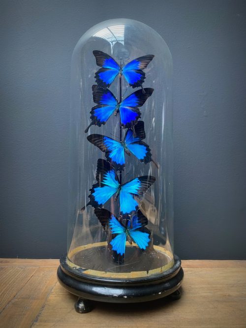 Antique dome with blue butterflies