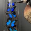 Antieke stolp met blauwe vlinders