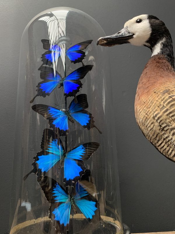 Antique dome with blue butterflies