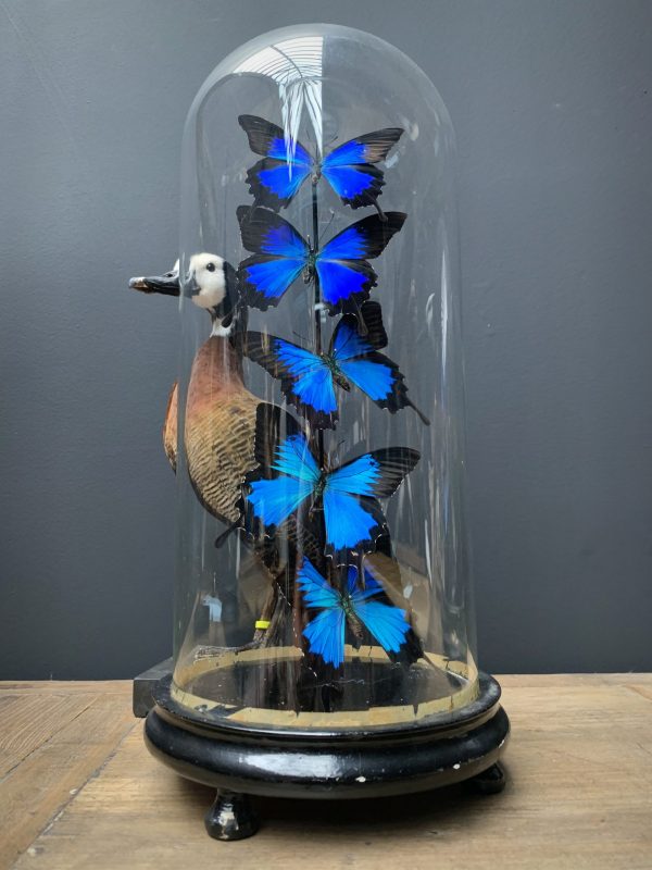 Antike Kuppel mit blauen Schmetterlingen