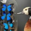 Antique dome with blue butterflies