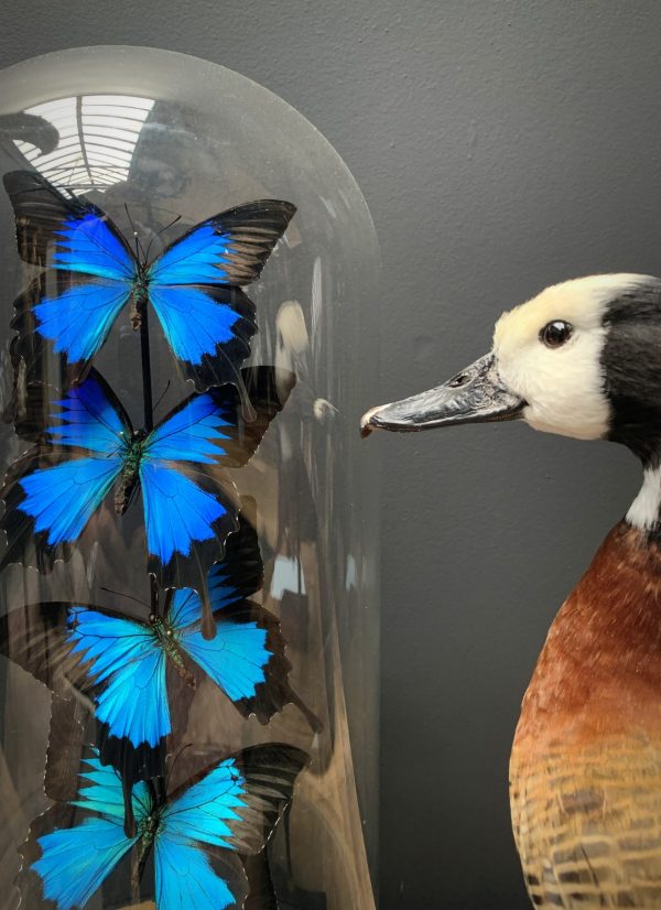 Antique dome with blue butterflies