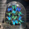 Antique oval dome with mix of Papilio Ulysses and Blumei butterflies