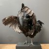 Taxidermy black Cemani rooster