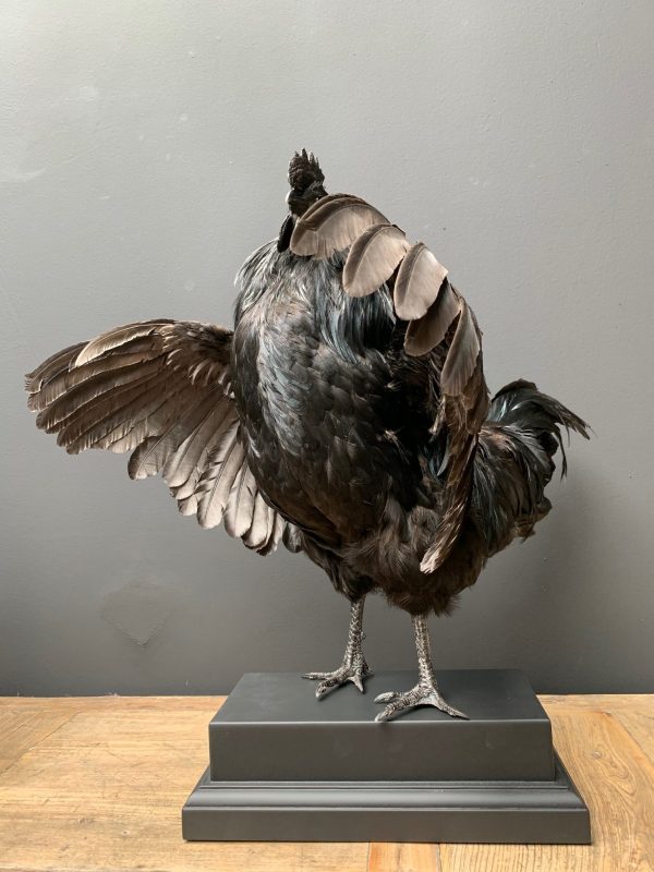 Taxidermy black Cemani rooster