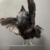 Taxidermy black Cemani rooster