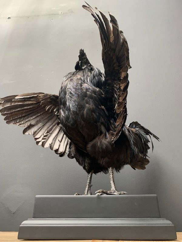 Taxidermy black Cemani rooster