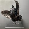 Taxidermy black Cemani rooster