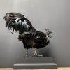 Opgezette Cemani haan. Opgezette haan