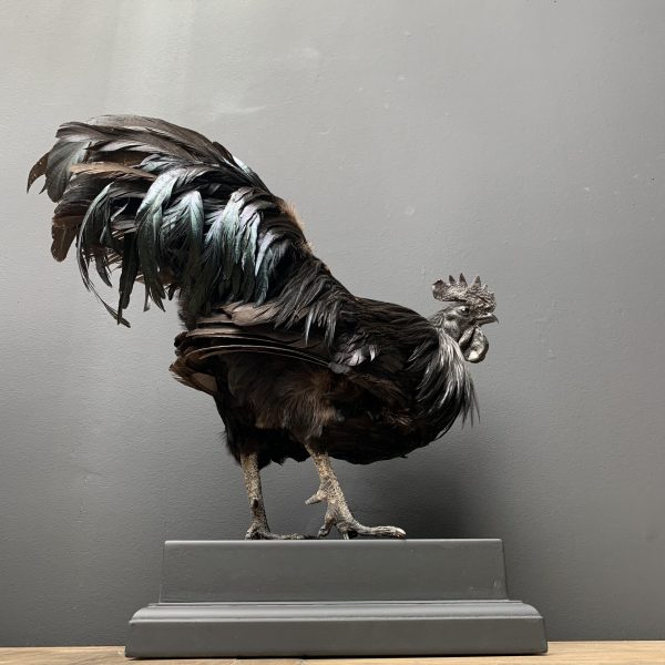 Mounted special Cemani Rooster