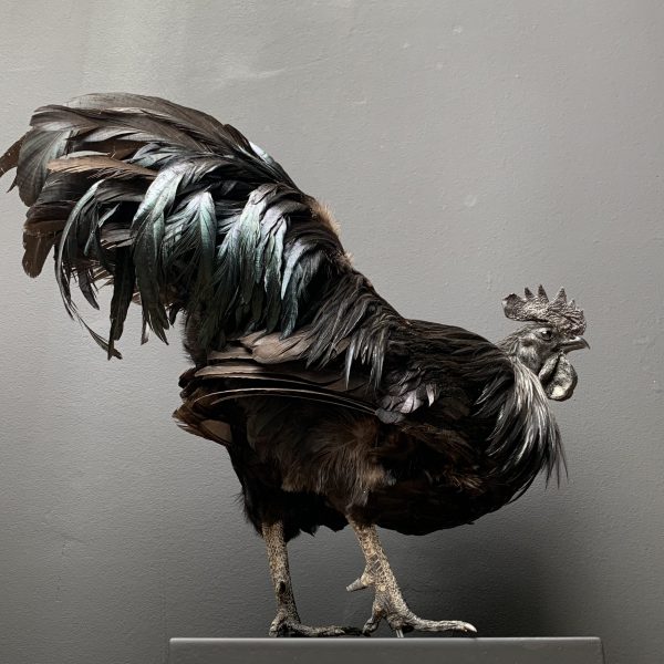 Opgezette Cemani haan. Opgezette haan