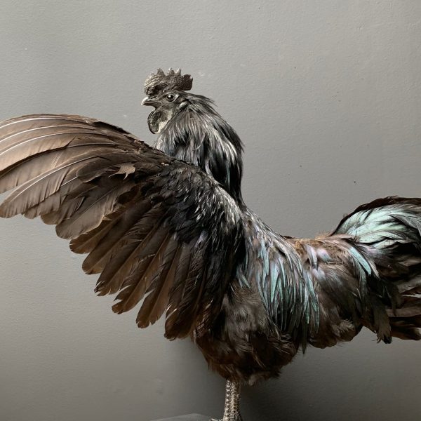 Taxidermy black Cemani rooster