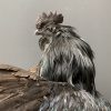 Taxidermy black Cemani rooster