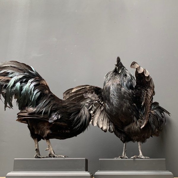 Opgezette Cemani haan. Opgezette haan