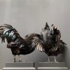 Taxidermy black Cemani rooster