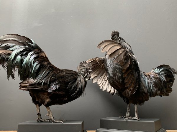 Taxidermy black Cemani rooster