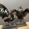 Opgezette Cemani haan. Opgezette haan