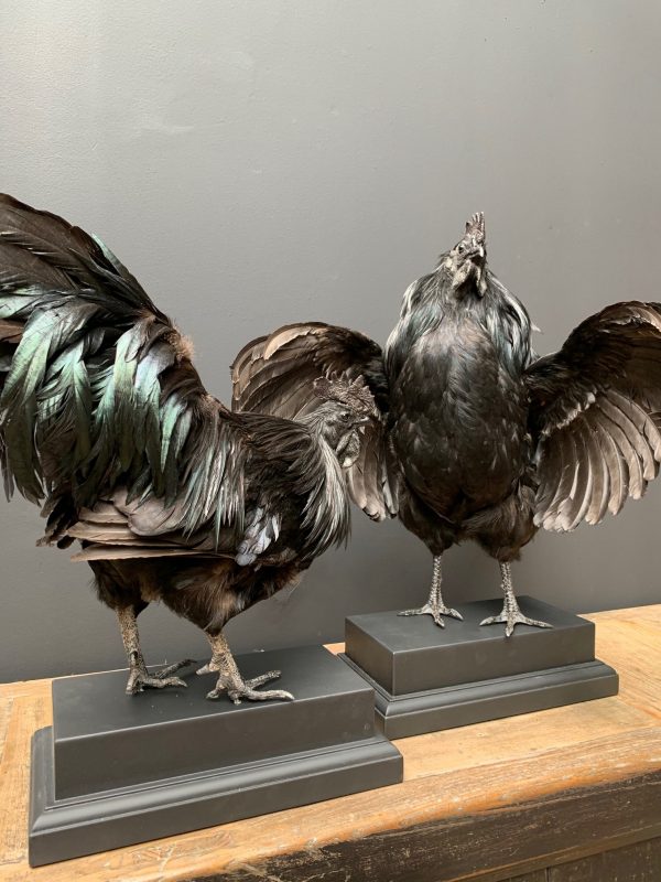Mounted special Cemani Rooster