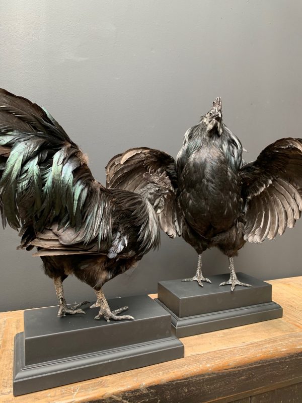 Opgezette Cemani haan. Opgezette haan