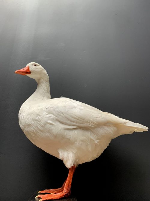 Taxidermy white goose