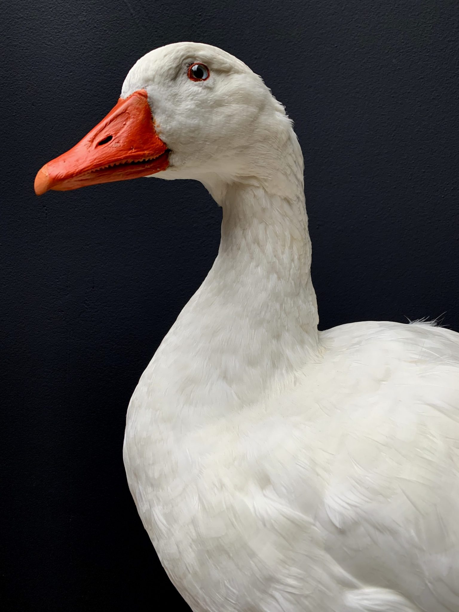 Taxidermy white goose BEAST Interiors